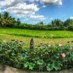 Tropical View Cafe grill and asian cuisine